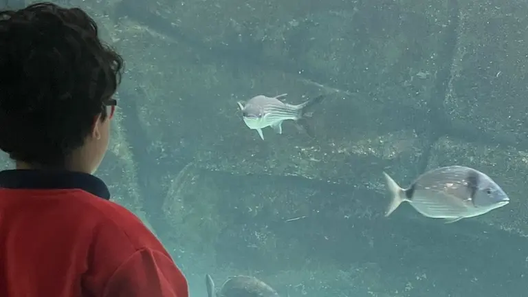 O pequeno simon ten alteracion xenetica MED13 2