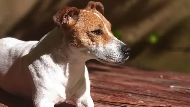 Selva, primeira vítima do Real Decreto 666:2023