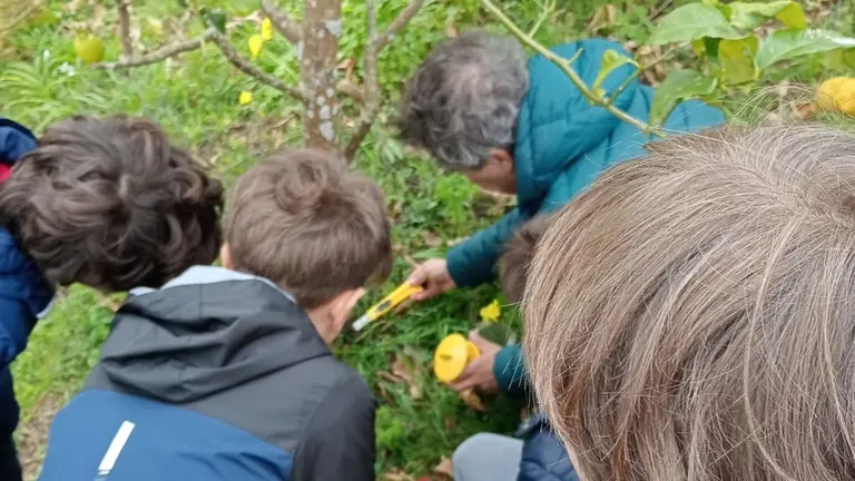 Campana velutina cole Corcubion