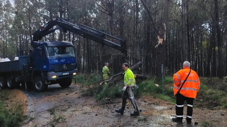 Proteccion Civil Retirando unha arbore en Corcubion polo temporal Martinho