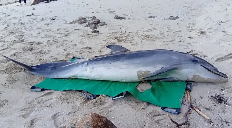golfino varado en Estorde