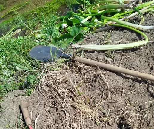 limpeza de calas en Soesto