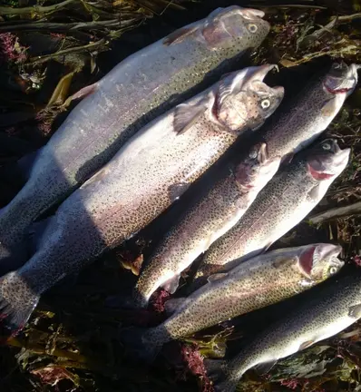 troitas mortas en Lires