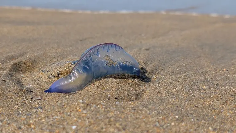 arabelas portuguesas na praia das Torrada 3