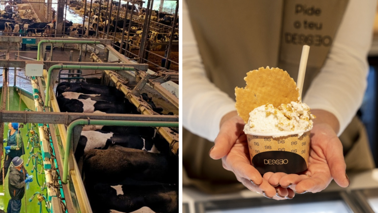 xeados desseo mazaricos