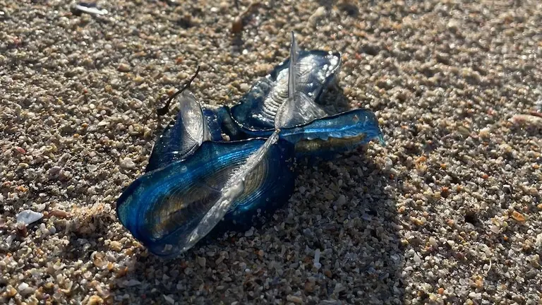 Veleirinos na praia do Reira 2