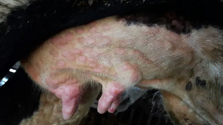 Gandeiro-alerta sanitaria pola dermatose nodular contaxiosa