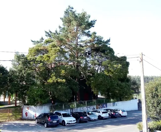 Arbore descontrolada en Buno