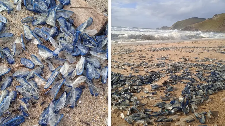Veleirinos en Mar de Fora-Fotos-Xusto