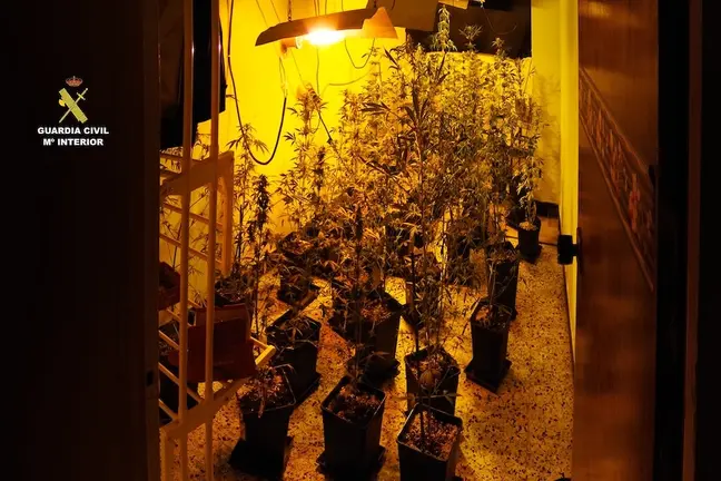 Marihuana Carballo 1