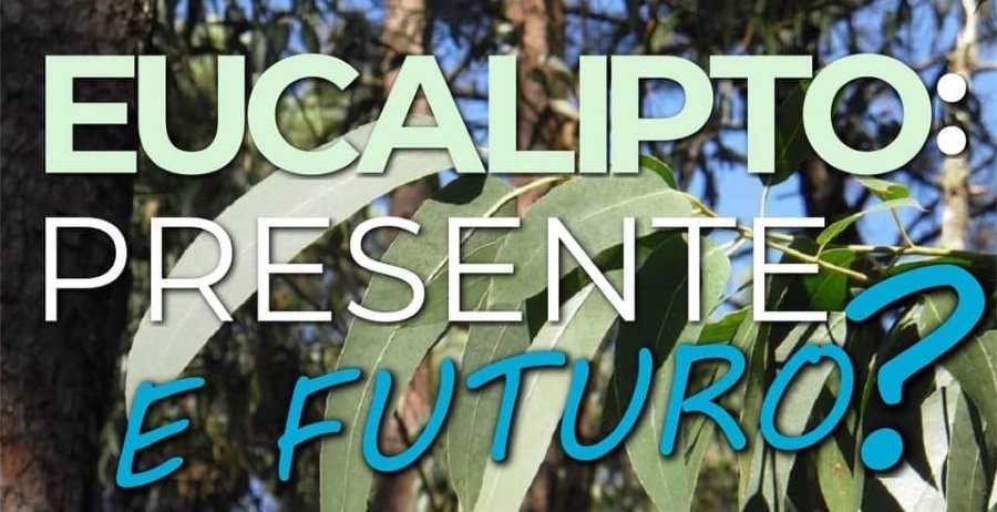 Cartel da mesa sobre o futuro do eucalipto na costa da morte.