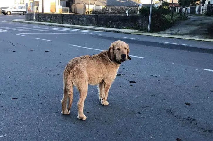 Can perdido esta semana pola Pereirina