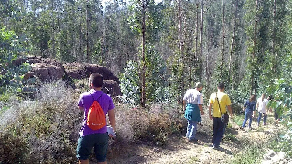 Os eucaliptos medran no Monte Pindo tralos incendios