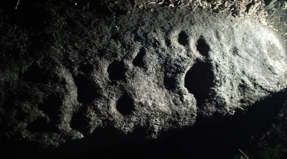 Novos petroglifos atopados nas Forcadas-Corme por Suso Lista