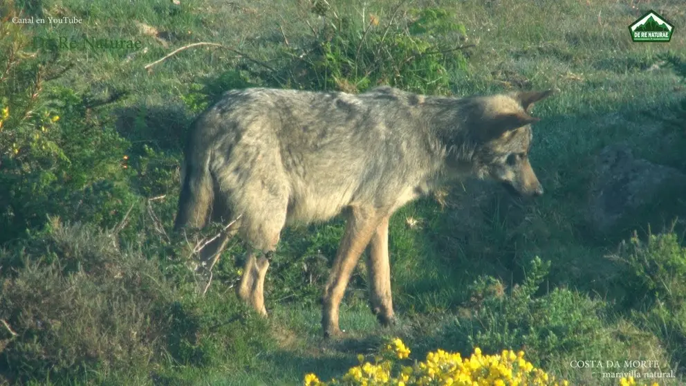 lobo rede naturae