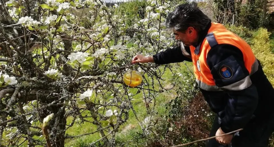 Campana de Trampeo de Proteccion Civil Santa Comba contra a velutina