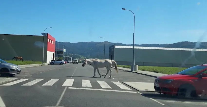 Cabalos no poligono de Ventin-Muros