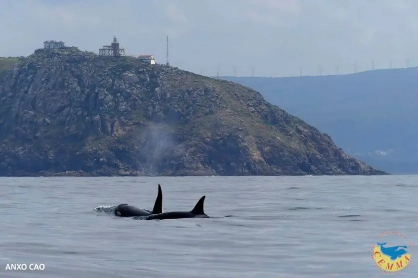 Candorcas en Fisterra-Foito-Anxo para CEMMAjpg