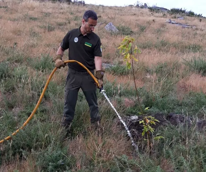 A Comunidade de MOntes de Louro e un Axente do Distrito V regando zona repoboadas con frondosas