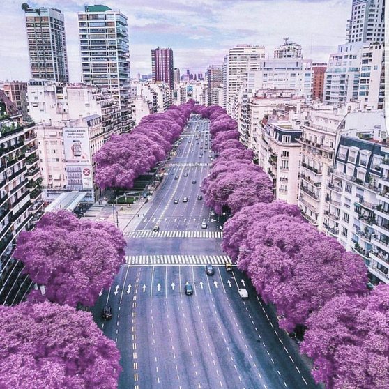 Jacarandas na Avenida de Bos Aires-Foto-Juan Carr