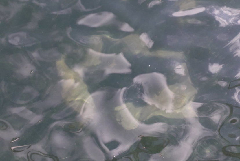 A foto sicodélica é un anaco grande lona plástica soterrada no fondo das auga de Camarinas