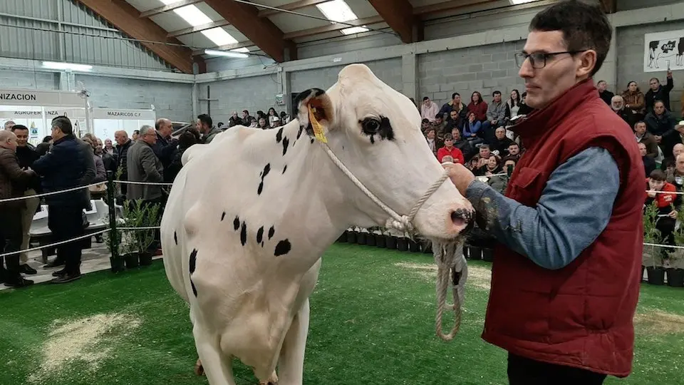 Poxa de Gando Frison de Mazaricos 2019