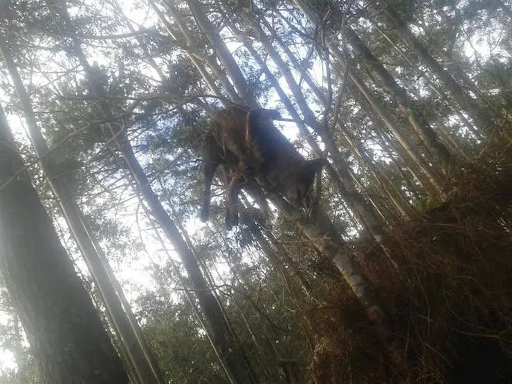 Raposo colgado dunha arbore en Ponteceso