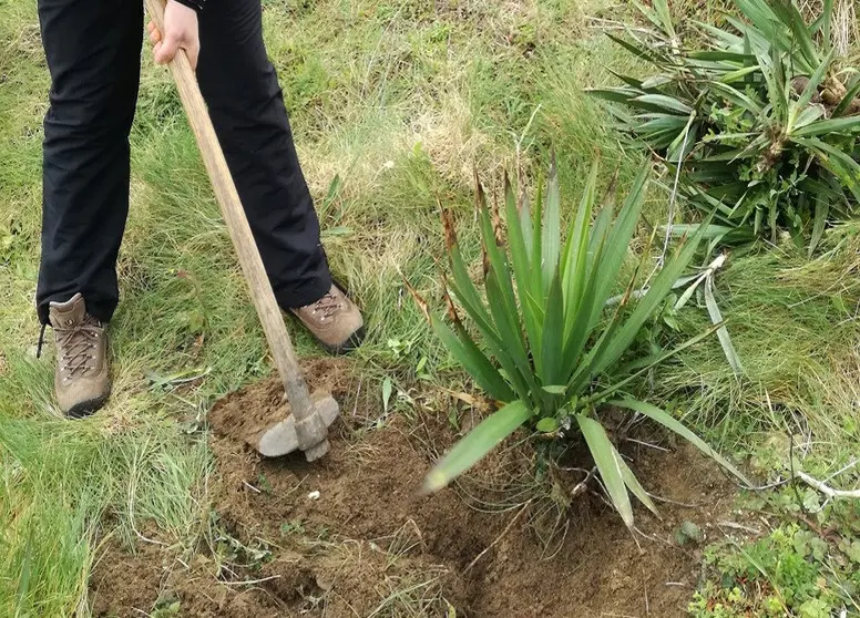 Yucca Gloriosa en Fisterra