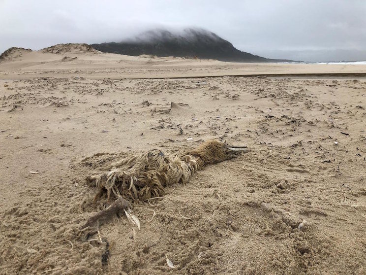 Frailecillo ou arao petroleado na praia de Louro-Foto-Manuel Maria Candamo