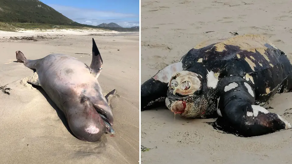 Caldeiron e tartaruga varados nas praias de Muros Carnota-Foto-Manuel Maria Candamo