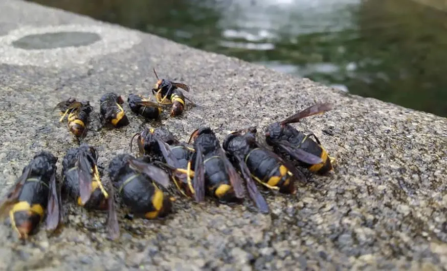 Rainas de velutina capturadas por Serpa