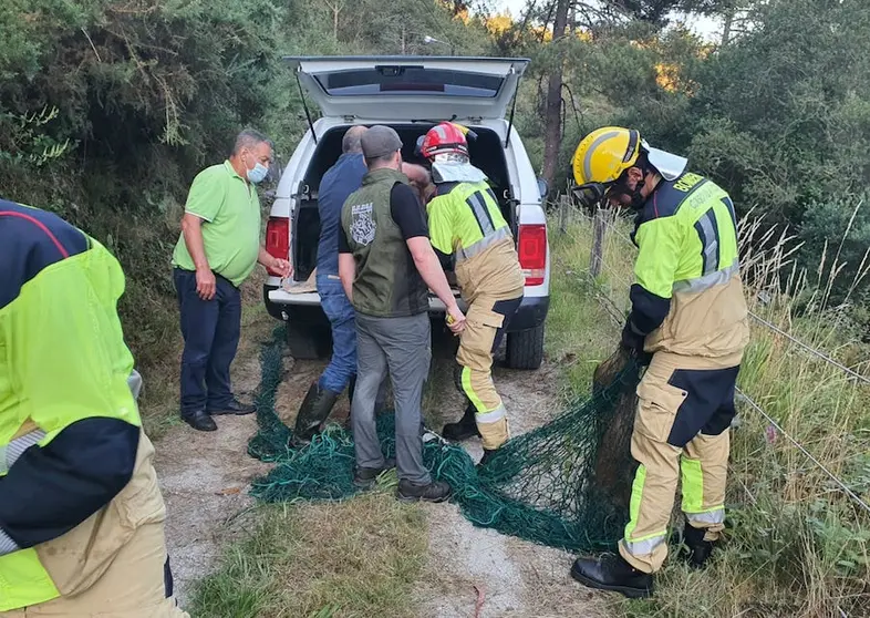 Rescate de Xabarins en Carantona