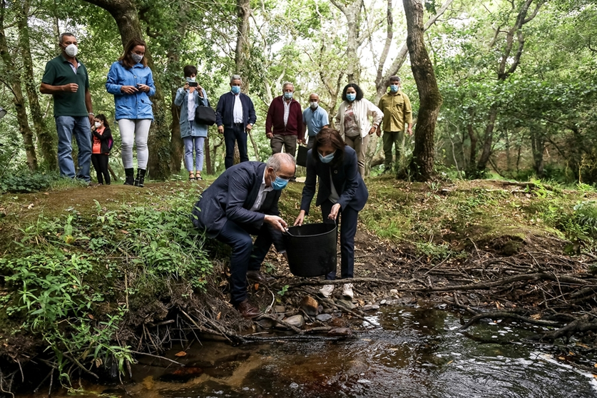 Solta de troitas no rio Anllons en Verdes-Coristanco