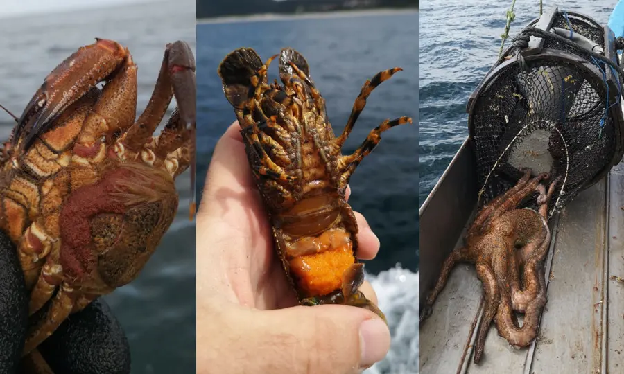 Santiaguinos necoras e polbo ovados