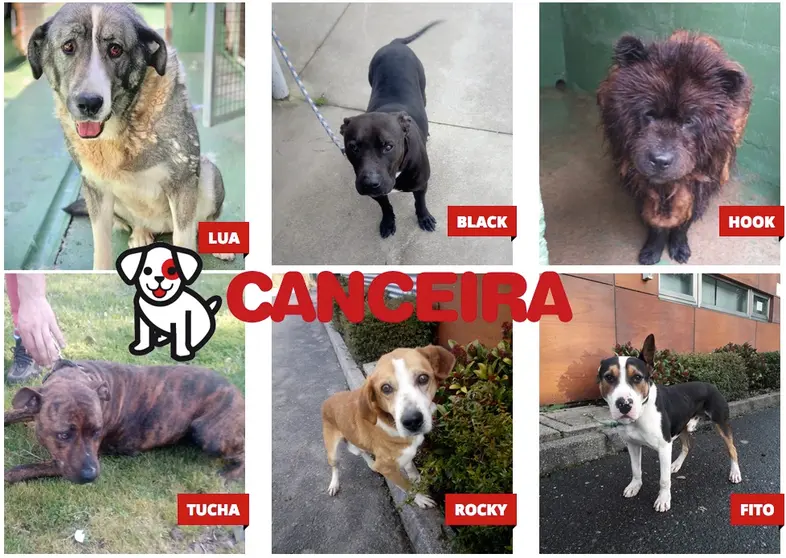 Cans en adopcion da canceira de Carballo