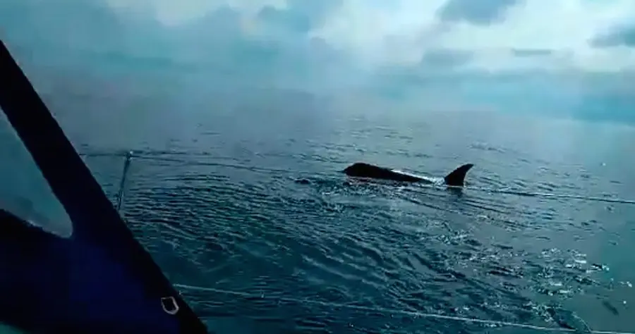 Avistamento dunha candorca por un marineiro en Galicia