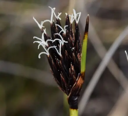 Especie endemica da Brana da Serra en Castriz