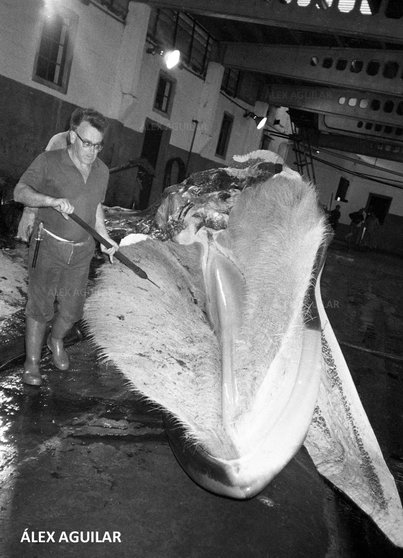 Juan de Panzeiras, traballador da Baleeira de Caneliñas ca ultima balea capturada