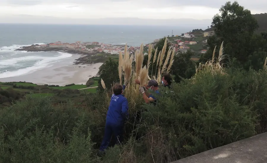 Eliminación plumachos nos montes de Caion