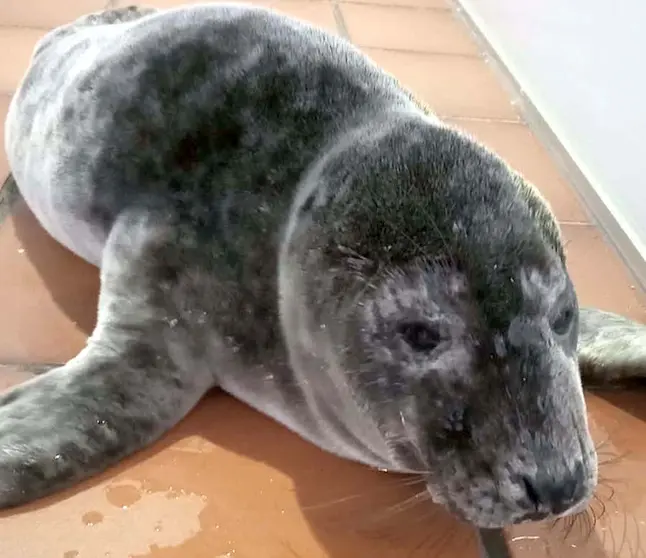 Pabbar lobo marino no CEMMA