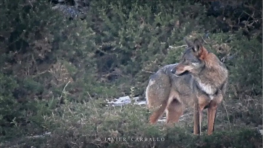 Lobo na costa da Morte-Foto-Javier Carballo O Rincon do Bichino copia