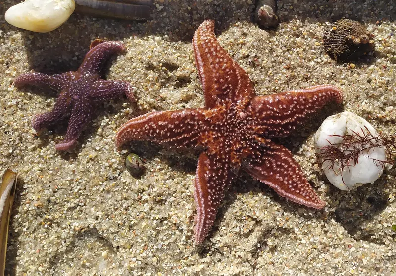 Estrella de Mar-Acuistar