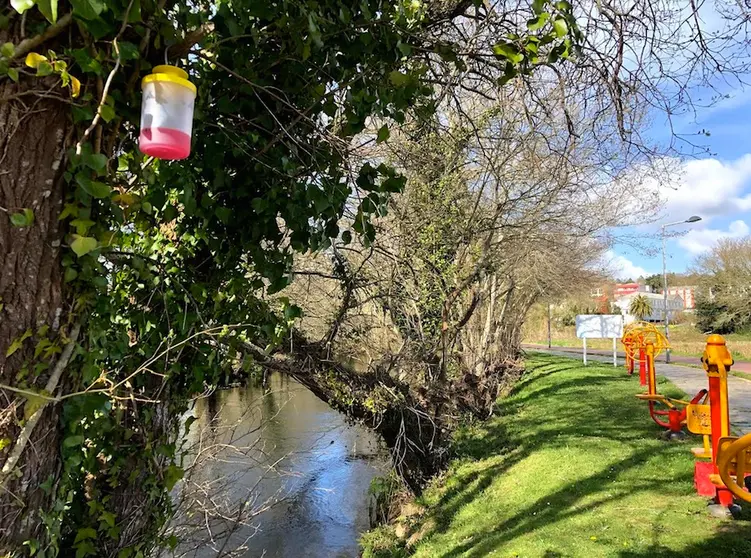 Trampa de velutina no paseo de Baio