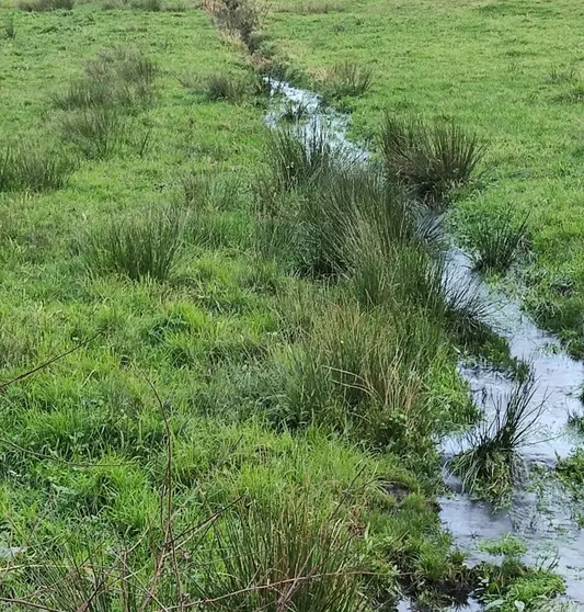 branas ou turbeiras en galicia ameazas