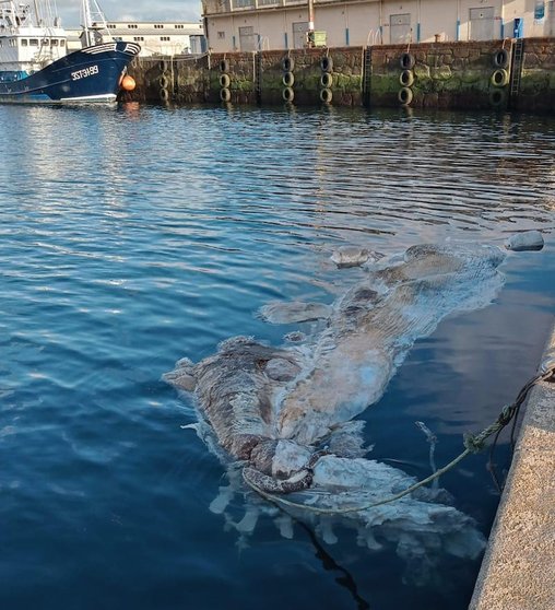 Balea no porto de Muros