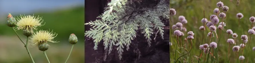 Novas especies atopadas no Monte Pindo