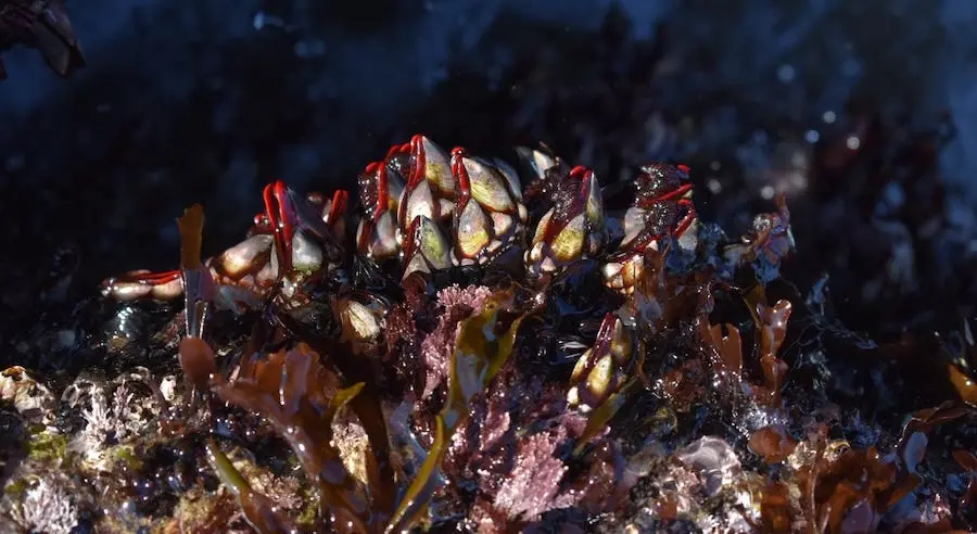 Percebes-Foto-Felipe Sar