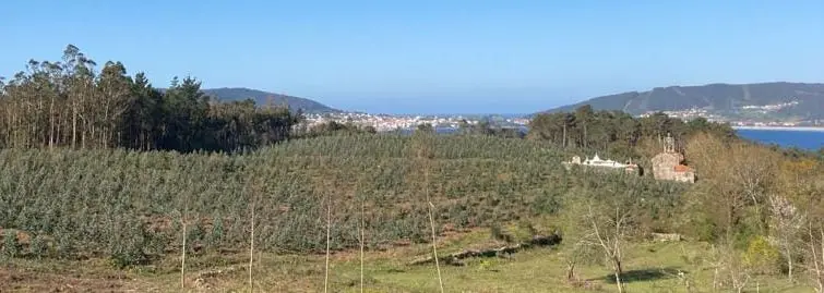 Eucaliptal ao caron da Igrexa de San Pedro da Redonda-Corcubion