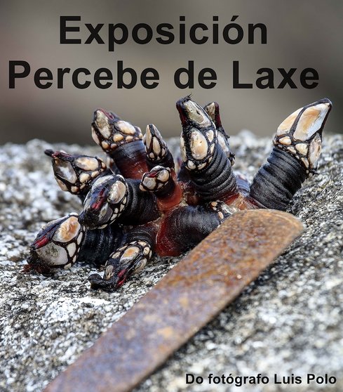 Exposicion Percebe LAXE