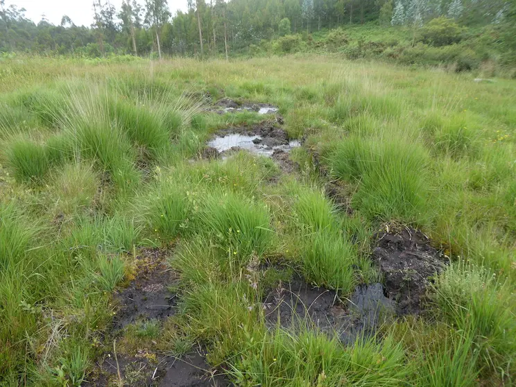 Brañas nas que abrollan as primeiras augas do río Anllóns-Nacemento